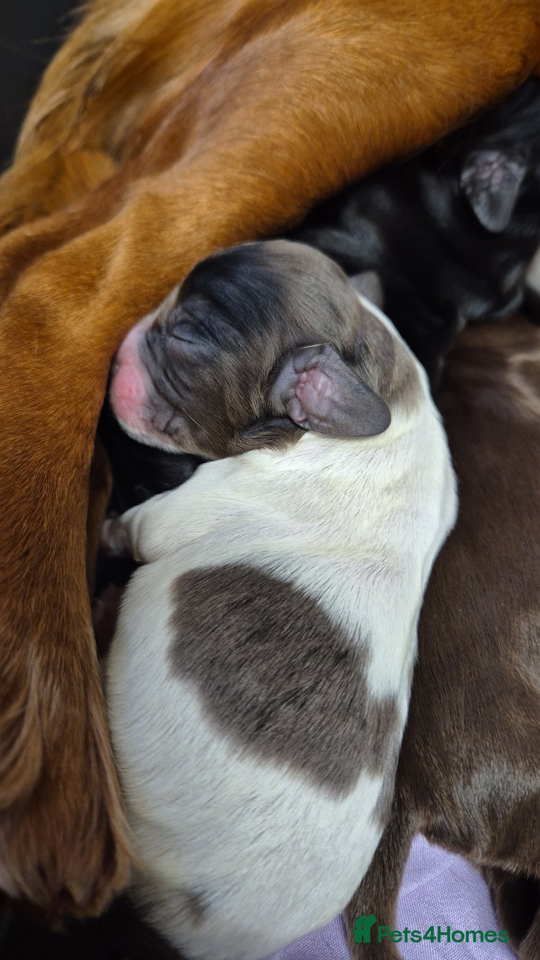 Cocker Spaniel dogs for sale: Stunning cocker spaniel pups - Advert 20