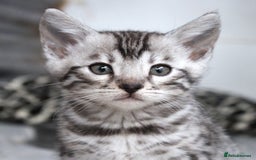 Bengal cats for sale: 2 CUTE SILVER FEMALE BENGAL KITTENS (TICA REG) - Image 14