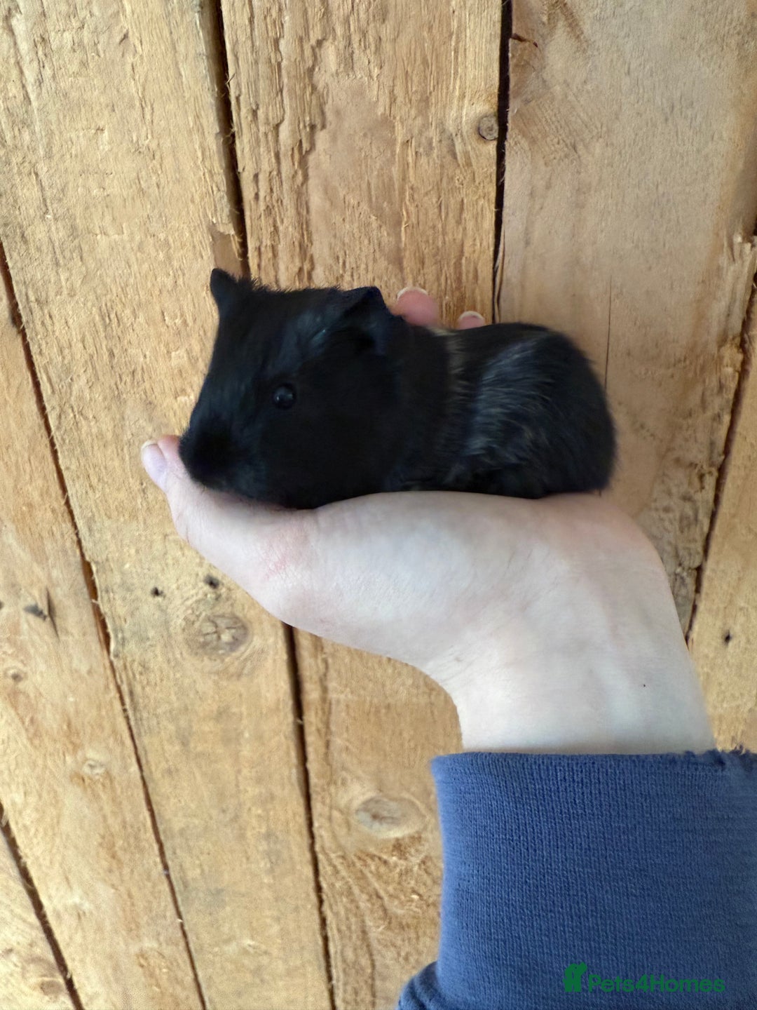 Guinea Pig rodents for sale: Beautiful guinea pig babies - Advert 4