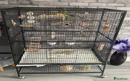 Ringnecks birds for sale: Indian ring neck parrot  - Image 2