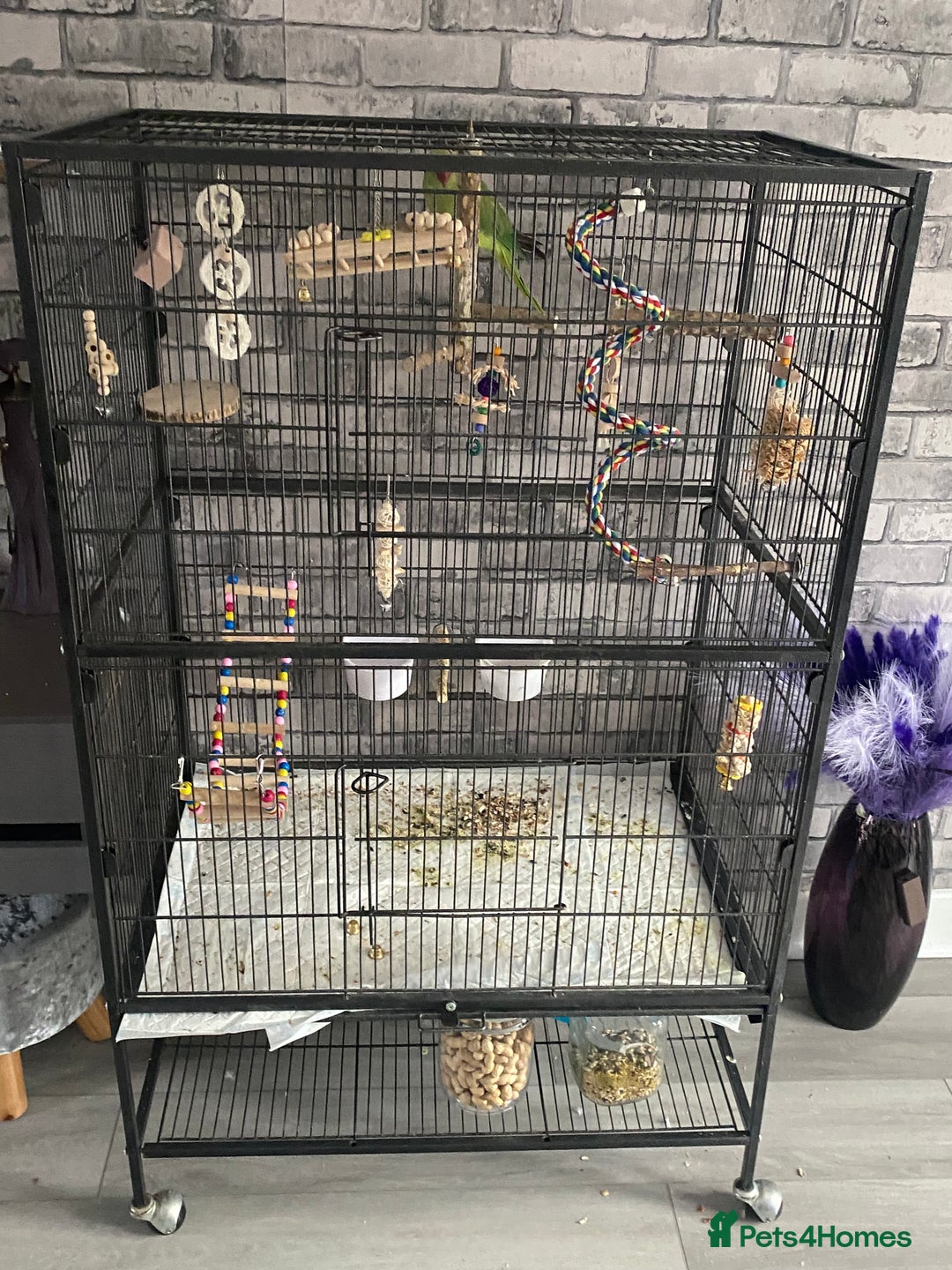 Ringnecks birds for sale: Indian ring neck parrot  - Image 2