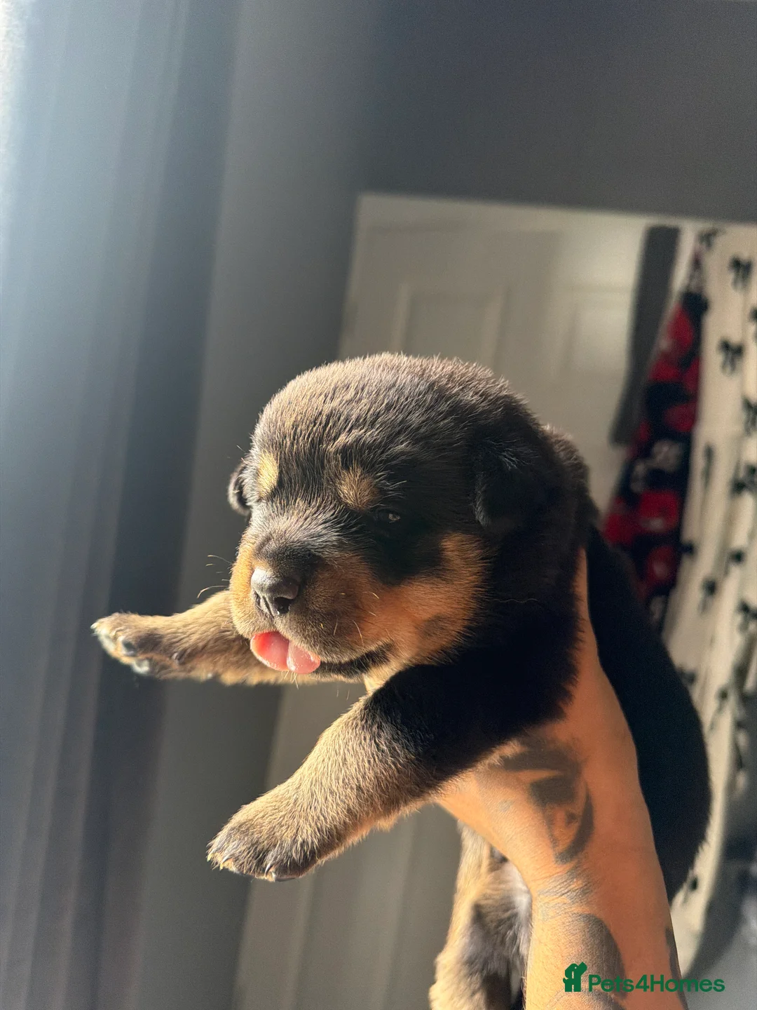 Rottweiler dogs for sale: Full German Rottweiler  - Advert 2