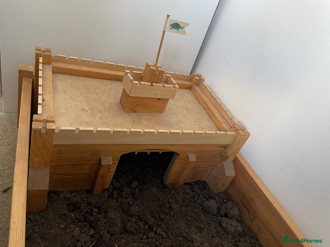 Tortoise reptiles for sale: Herman’s tortoise  - Image 7