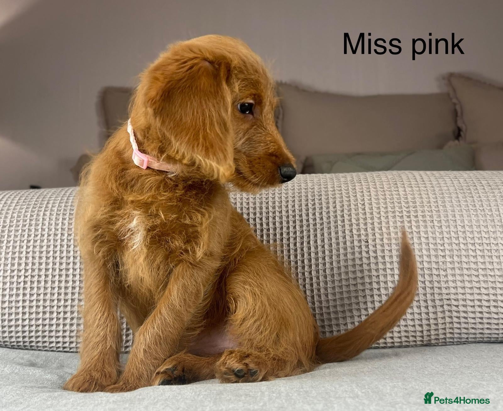 Labradoodle dogs Absolutely beautiful Labradoodles - Advert 3