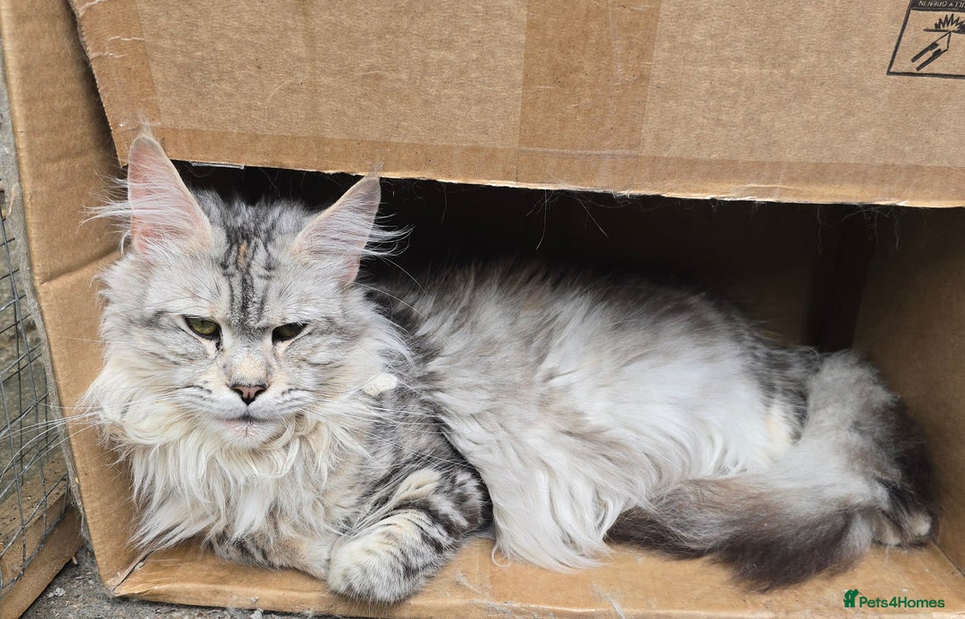 Maine Coon cats for sale: Maine Coon Black Silver Russian Lines - Image 5