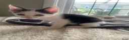 Mixed Breed cats for sale: Cheeky little curtain climbers  - Advert 7