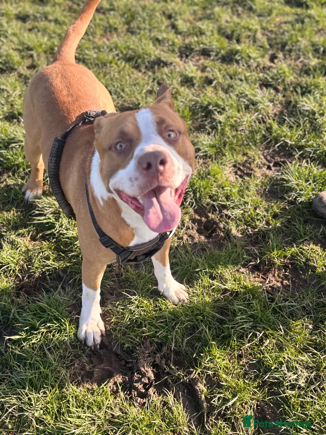 Mixed Breed dogs for sale: Loving dog milo in Canonbie - Advert 2