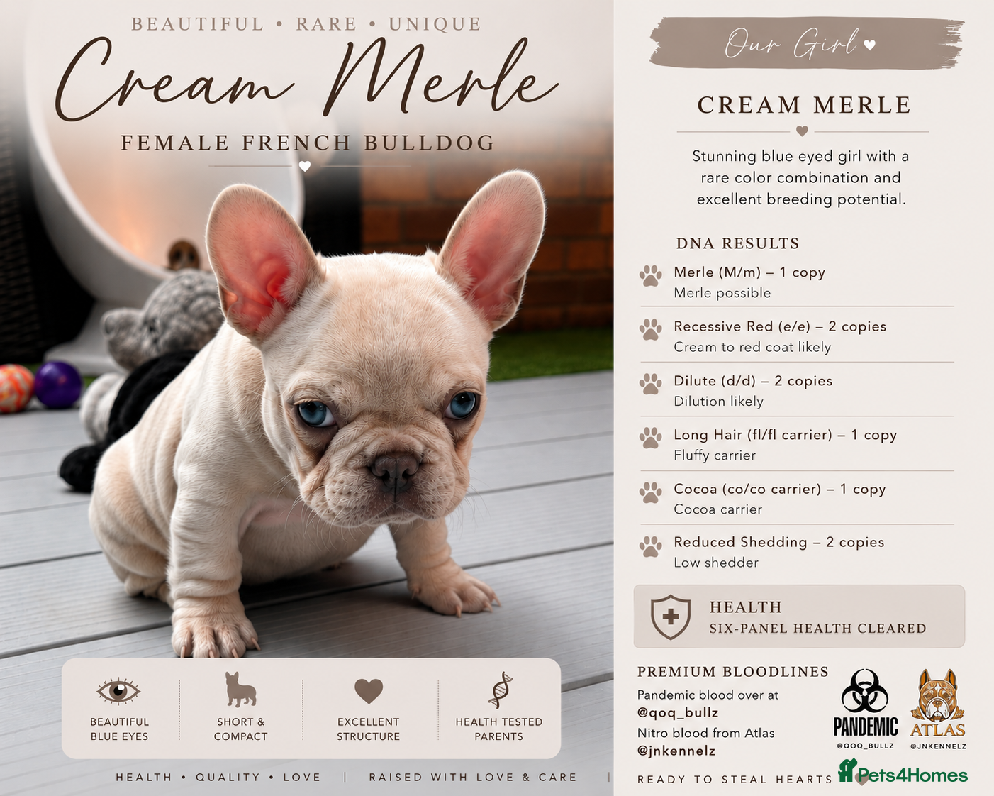 French Bulldog dogs Little lilo and the one and only Atlas litter - Advert 1