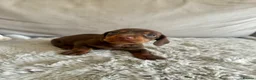 Dachshund dogs for sale: 2 Beautiful Dachshund Puppies Left - Advert 7