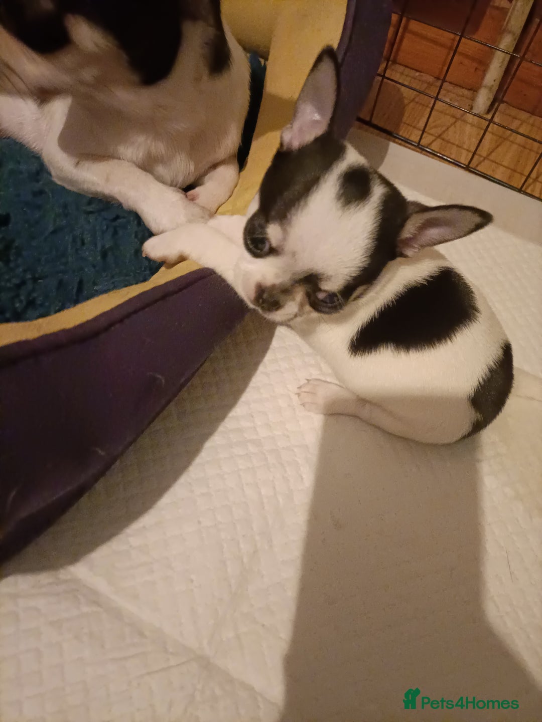 Chihuahua dogs for sale: KC Chihuahua puppies  - Image 1