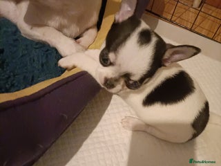 Chihuahua dogs - Advert 1