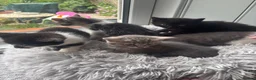 Mixed Breed cats for sale: Beautiful kittens ready now  - Advert 3