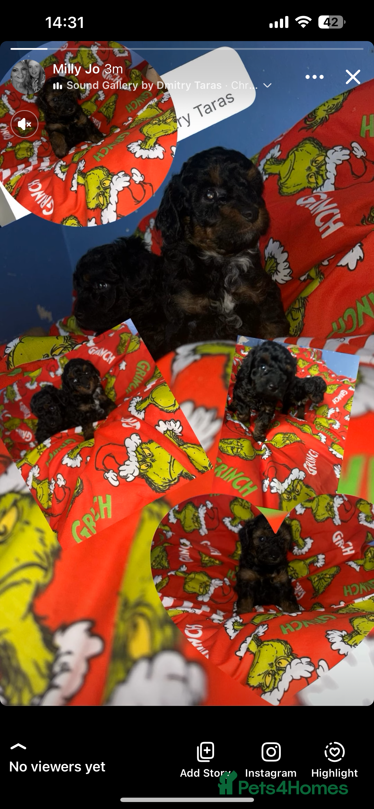 Poochon dogs Fb1 toy poochon  - Advert 1