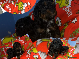 Poochon dogs Fb1 toy poochon - Advert 6