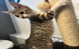 British Shorthair cats for sale: One female kitten for sale - Advert 6