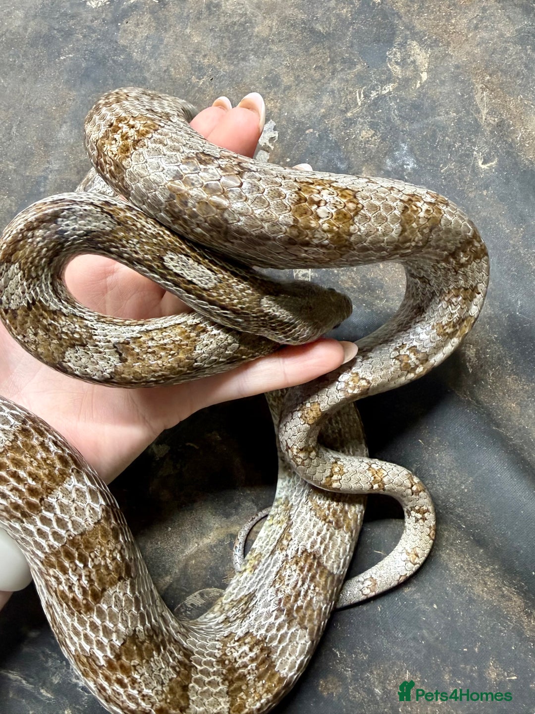 Python Snake reptiles for sale: Royal Pythons & Corn Snakes - Advert 7