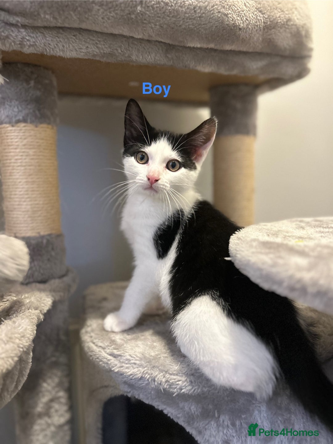 Mixed Breed cats for sale: 🌟🐾 Beautiful Black & White Kittens 🏡🤍🖤 - Advert 4