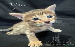 Savannah cats for sale: Exceptional Quality Tica Registr. Savannah Kittens - Image 9