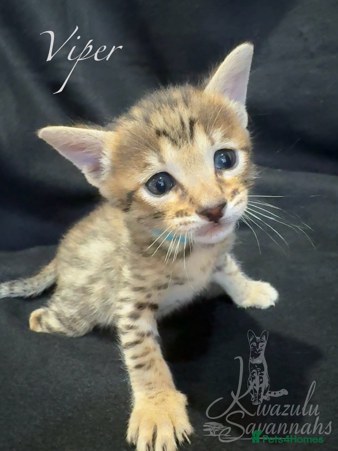 Savannah cats for sale: Exceptional Quality Tica Registr. Savannah Kittens - Image 9