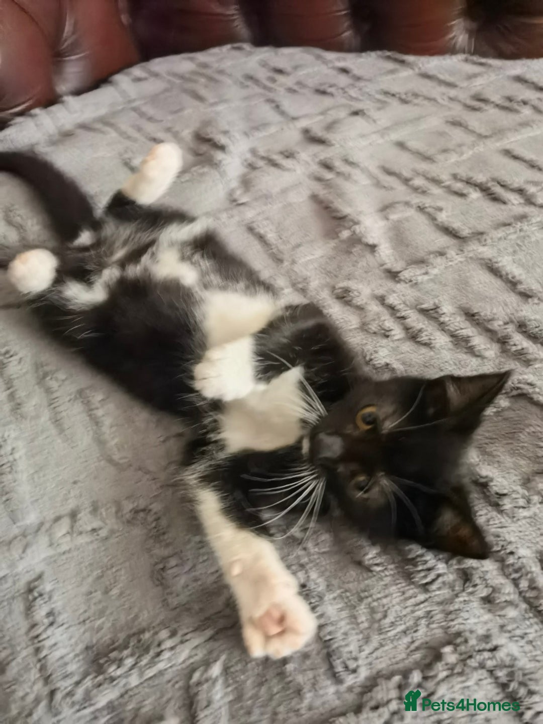 Mixed Breed cats for sale: playful lovely kittens grey torti black girls boys - Image 17