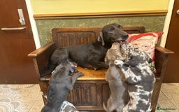 Labrador Retriever dogs for sale: Merle, Silver and Charcoal Labrador Puppies  - Image 5