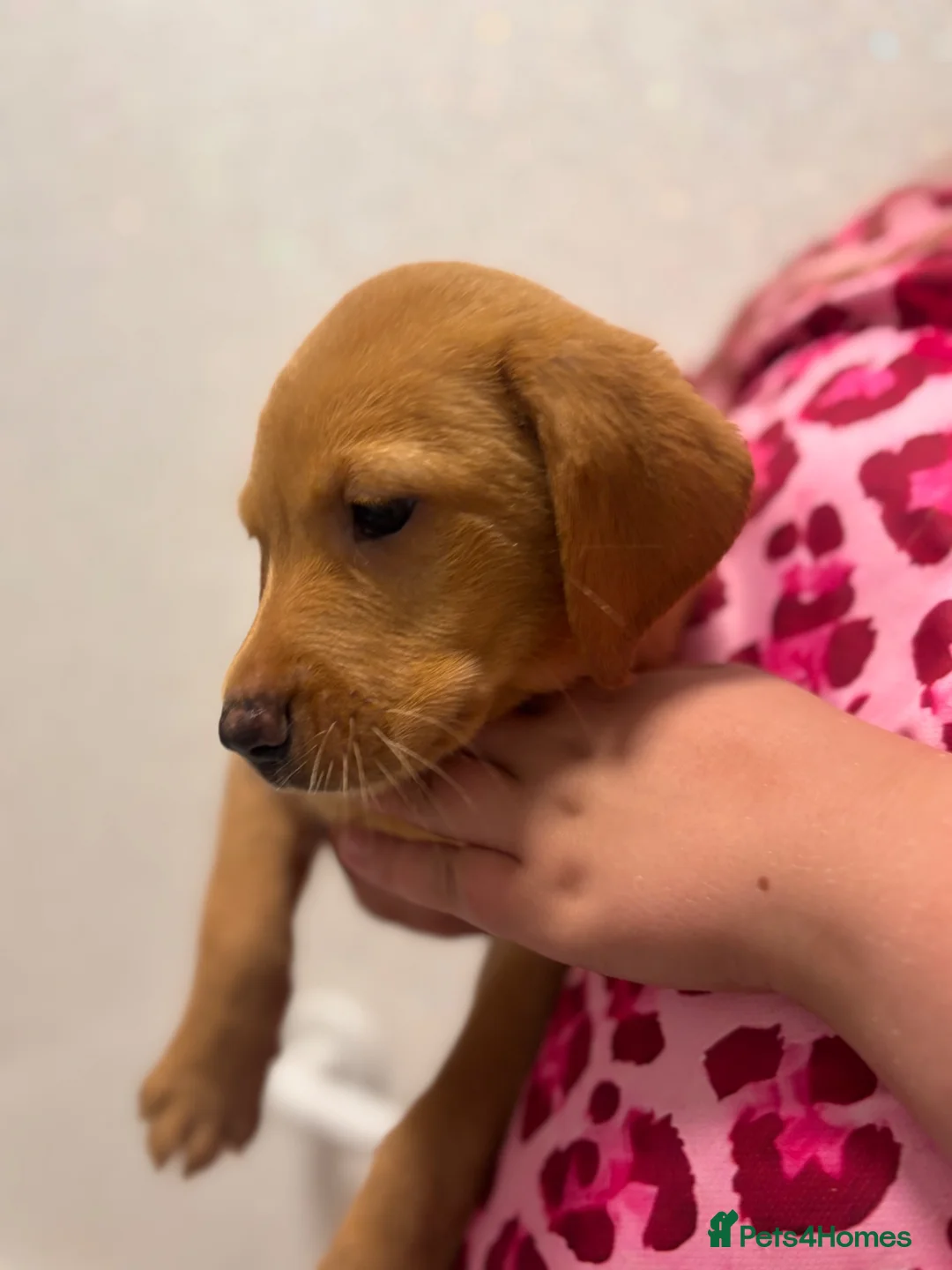 Labrador Retriever dogs for sale: Labrador puppies fox red black and golden litter  - Advert 11