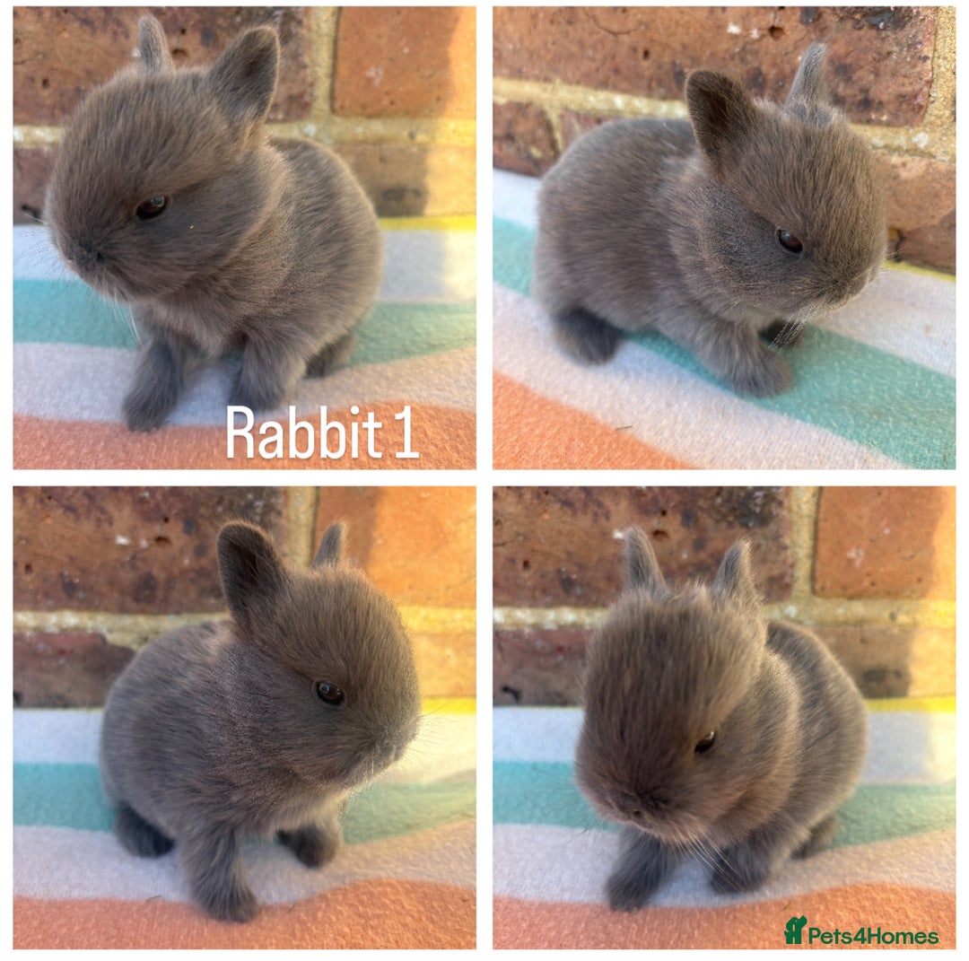 Netherland Dwarf rabbits for sale: Sweet Blue Netherland Dwarf bunnies  - Advert 3