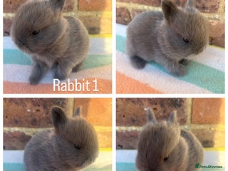 Netherland Dwarf rabbits Sweet Blue Netherland Dwarf bunnies - Advert 15