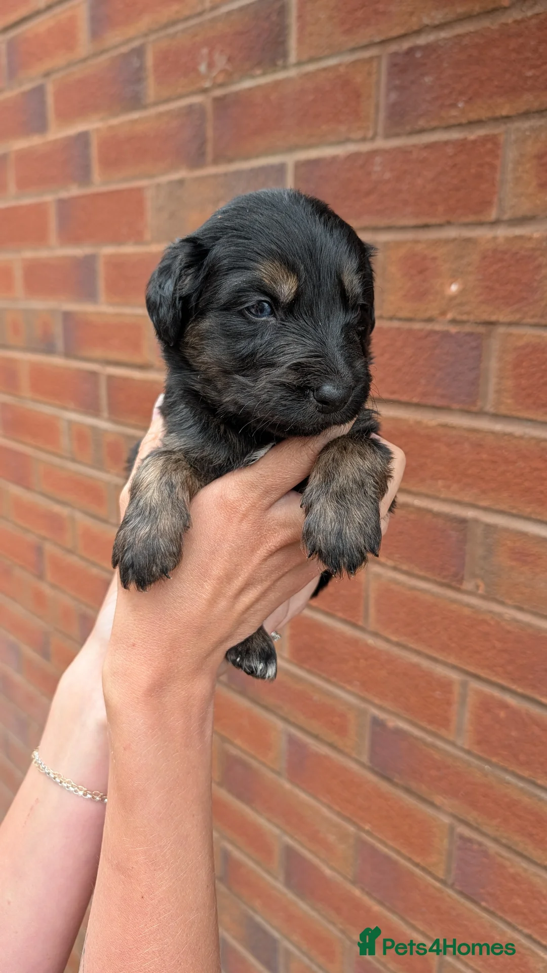 Mixed Breed dogs for sale: Merle Border Collie cross Golden Retriever puppies - Advert 2