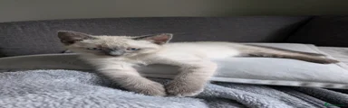 Ragdoll Kitten 2
