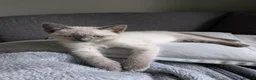 Ragdoll cats for sale: Two shorthaired Ragdolls - Ready now  - Advert 10