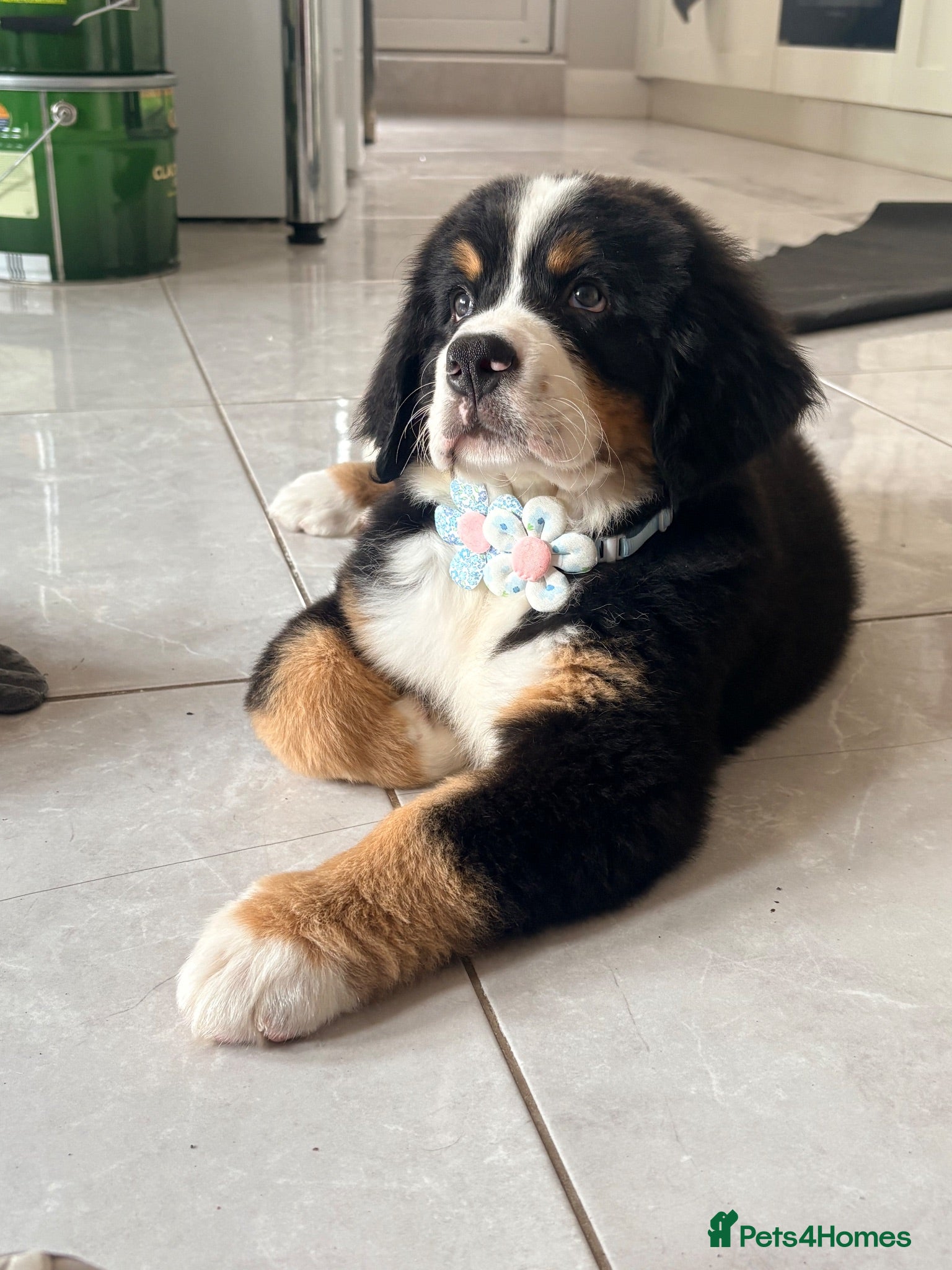 Bernese Mountain Dog dogs Kc Bernese mountain pups  - Advert 1