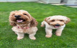 Mini Goldendoodle dogs for sale: F2 mini golden doodle puppies.  - Image 12