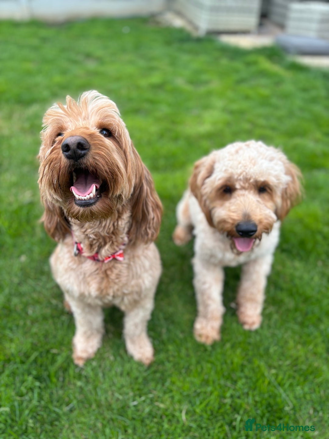 Mini Goldendoodle dogs for sale: F2 mini golden doodle puppies.  - Image 12