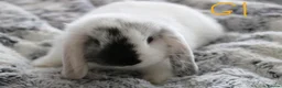 Mini Lop rabbits for sale: Stunning Mini Lop Babies - Advert 17
