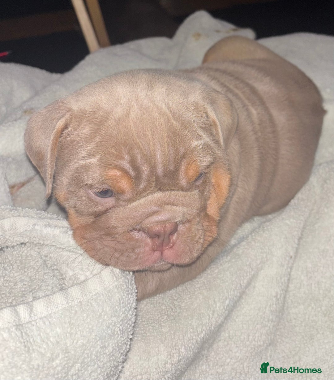 English Bulldog dogs for sale: 2 English bulldog 'lilac' puppies READY 8TH DEC 25 - Advert 19