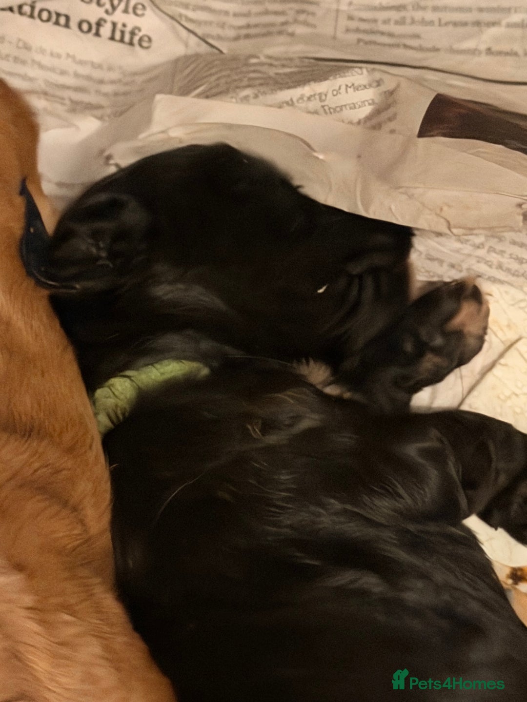 Cocker Spaniel dogs for sale: Working cocker spaniels  - Advert 7