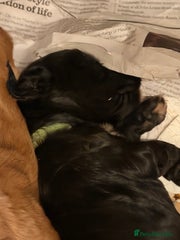 Cocker Spaniel Puppy 6