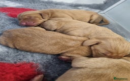 Hungarian Vizsla dogs for sale: Hungarian Vizsla x Fox Red Labrador Puppies - Image 17