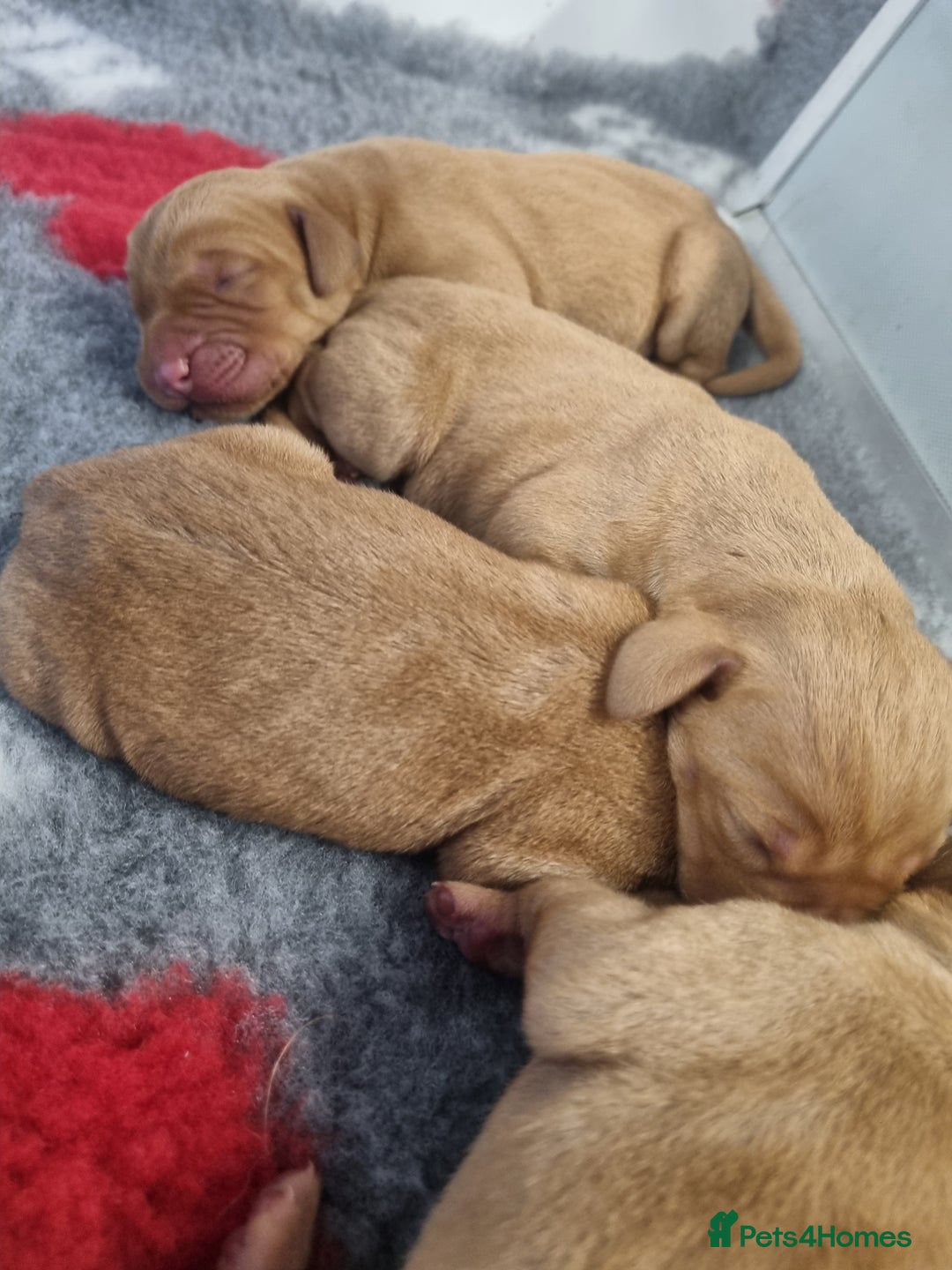 Hungarian Vizsla dogs for sale: Hungarian Vizsla x Fox Red Labrador Puppies - Image 17