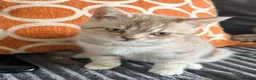 Scottish Fold cats for sale: SCOTTISH FOLD X BRITISH SHORTHAIR KITTENS FOR SALE in Rhyl - Advert 3