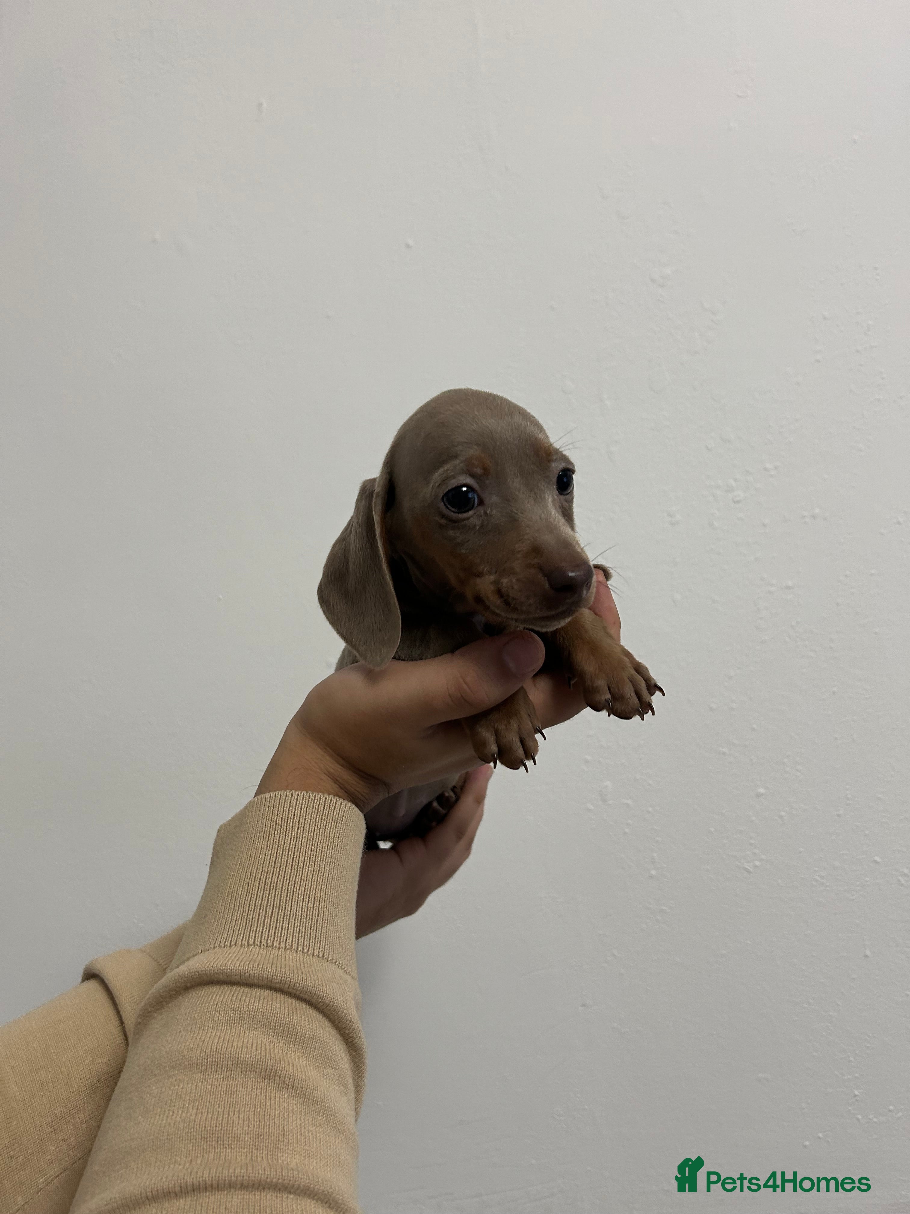 Miniature Dachshund dogs Last KC Reg Female available miniature dachsund - Advert 4