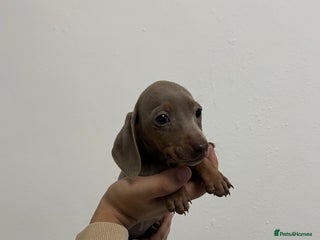 Miniature Dachshund dogs Last KC Reg Female available miniature dachsund - Advert 9