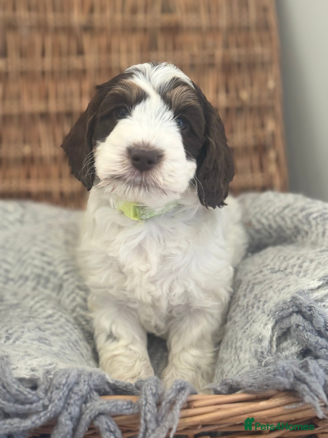 Cockapoo dogs for sale: Cockapoo puppies. Fully DNA tested.  - Image 10