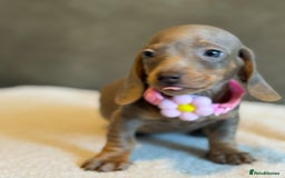 Miniature Dachshund dogs for sale: KC Reg Miniature Dachshund Puppies  - Image 20