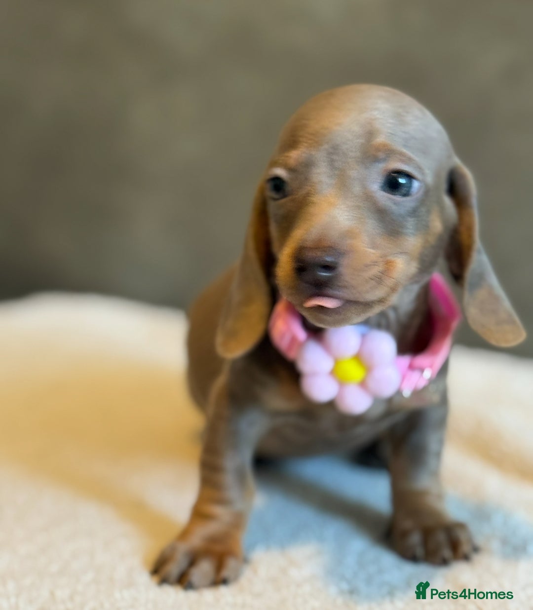 Miniature Dachshund dogs for sale: KC Reg Miniature Dachshund Puppies  - Image 20
