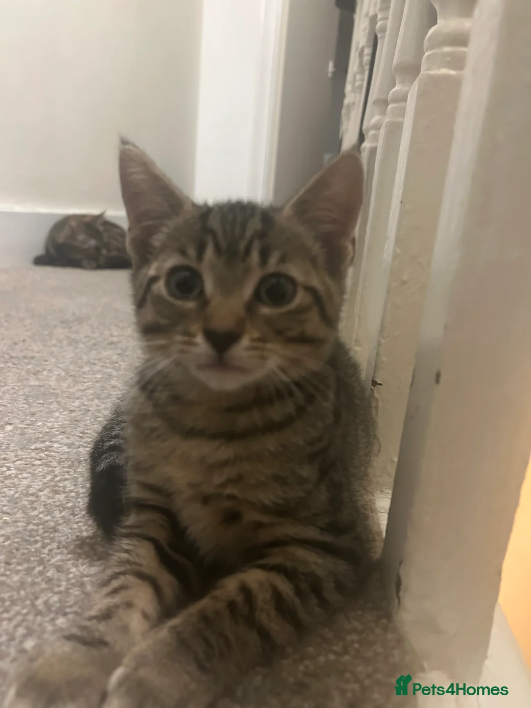 Mixed Breed cats for sale: Mix breed tabby cat - Advert 3
