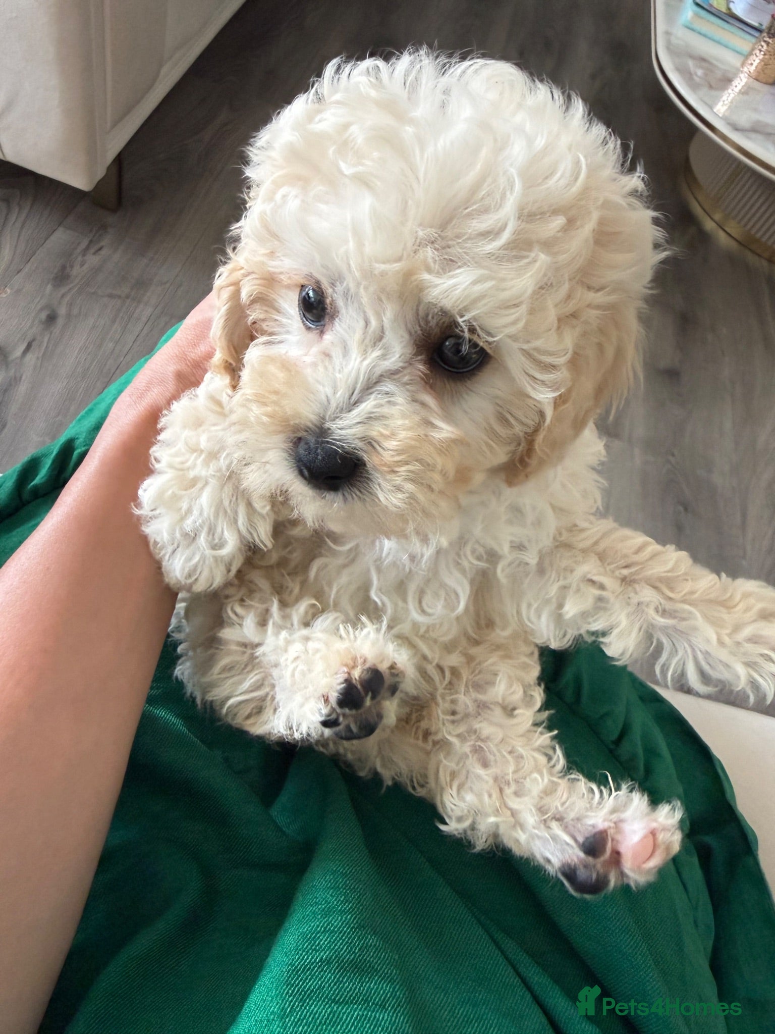 Toy Poodle dogs Already trained little Toy Poodles 🐶🐶 - Advert 2