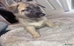Mixed Breed dogs for sale: Akita/Belgian malenute puppy’s  - Image 14