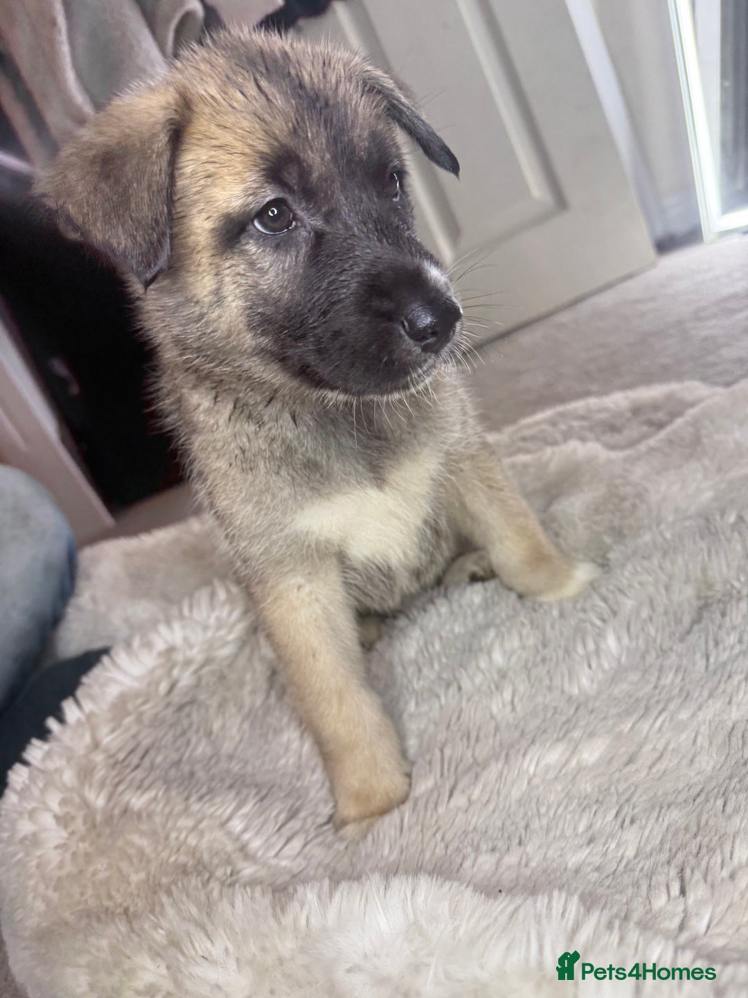 Mixed Breed dogs for sale: Akita/Belgian malenute puppy’s  - Image 14